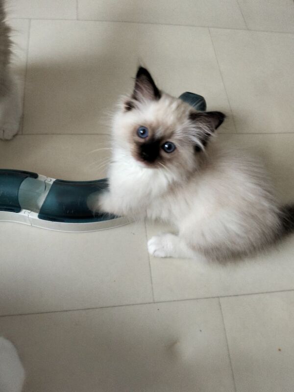 Vaccinated microchipped ragdoll kittens - Image 8 of 9