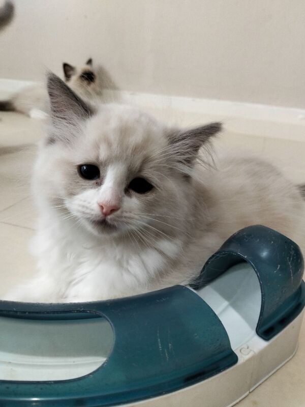 Vaccinated microchipped ragdoll kittens - Image 9 of 9
