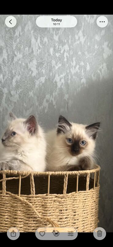 Ragdoll Kittens For Sale