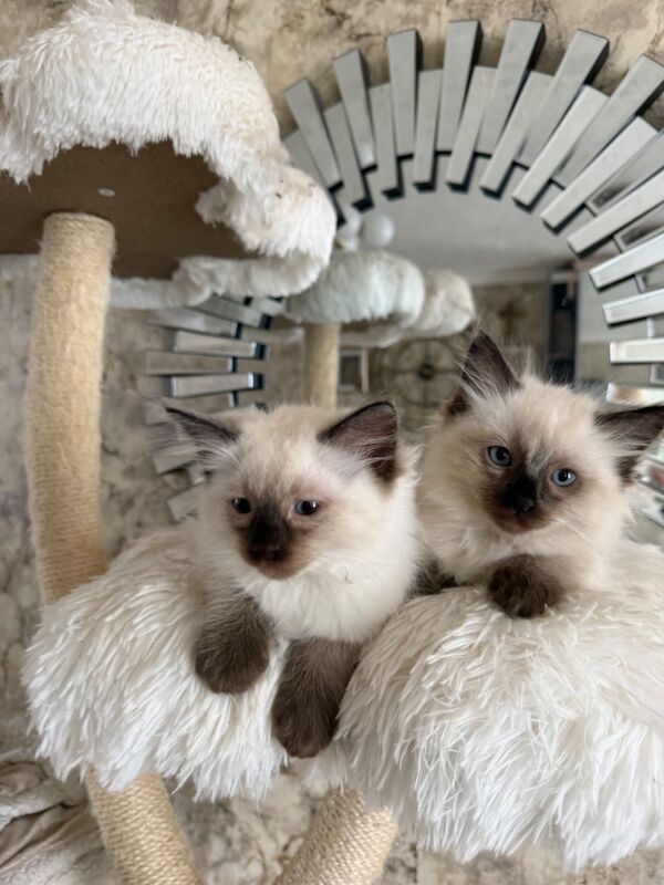 Purebred Ragdoll Kittens for Sale - Image 4 of 4