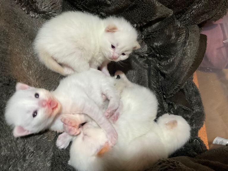 Ragdoll kittens for sale in Sighthill, City of Edinburgh – 4 months old