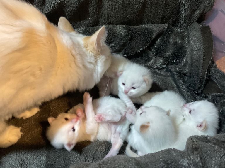 Ragdoll kittens for sale in Sighthill, City of Edinburgh – 4 months old - Image 2 of 6