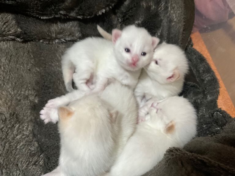 Ragdoll kittens for sale in Sighthill, City of Edinburgh – 4 months old - Image 3 of 6