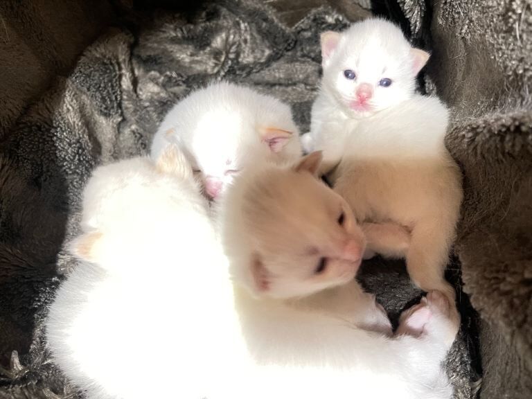 Ragdoll kittens for sale in Sighthill, City of Edinburgh – 4 months old - Image 4 of 6