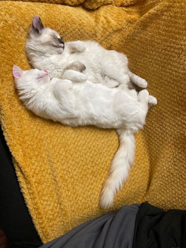 Ragdoll kittens for sale in Sighthill, City of Edinburgh – 4 months old - Image 5 of 6