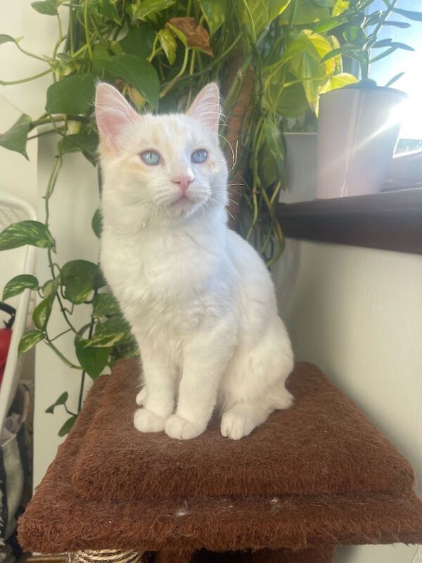 Ragdoll kittens for sale in Sighthill, City of Edinburgh – 4 months old - Image 6 of 6