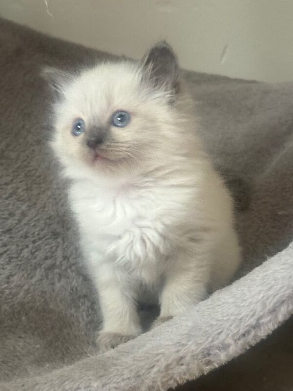 Ragdoll kittens for sale in Barnstaple, Devon – 6 weeks old