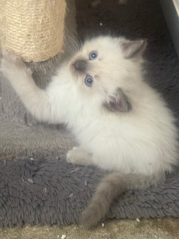 Ragdoll kittens for sale in Barnstaple, Devon – 8 months old - Image 2 of 3