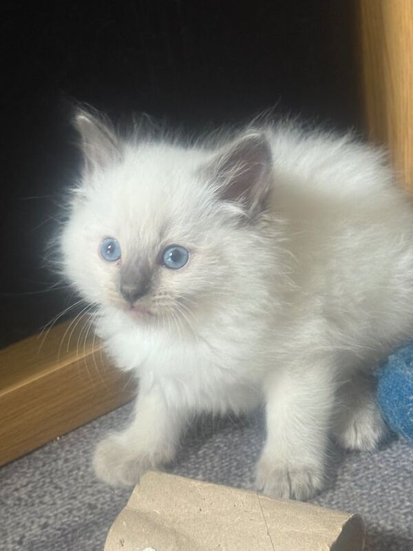 Ragdoll kittens for sale in Barnstaple, Devon – 8 months old - Image 3 of 3