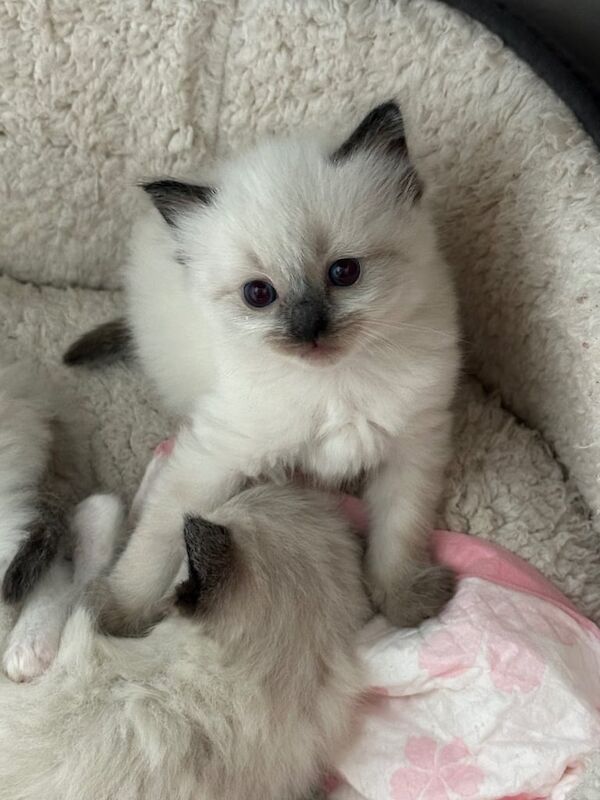 Purebred ragdolls for sale in Twickenham, Greater London