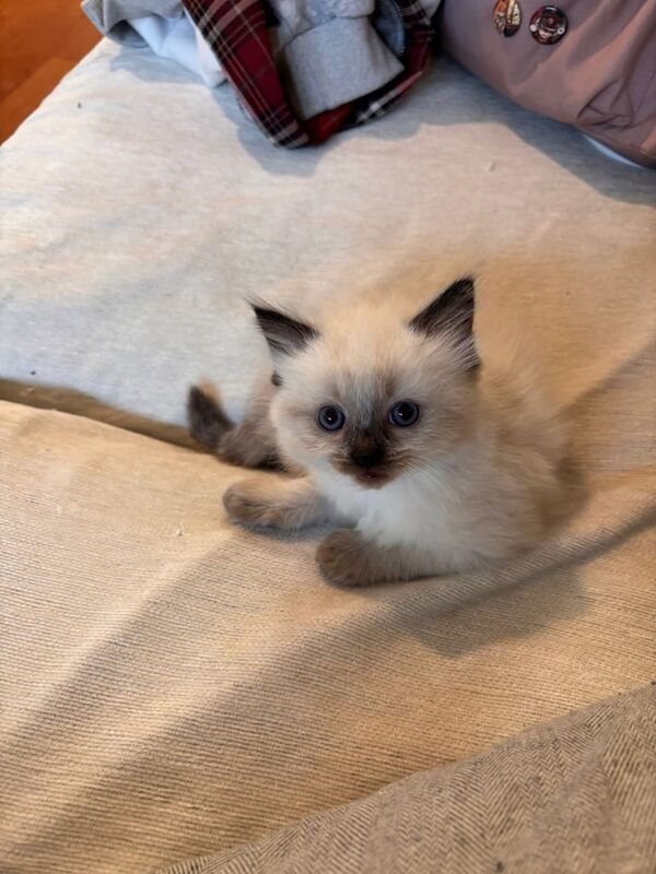 Purebred ragdolls for sale in Twickenham, Greater London | Image 2
