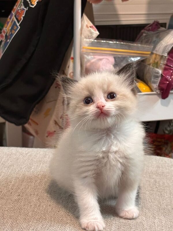 Purebred ragdolls for sale in Twickenham, Greater London | Image 3