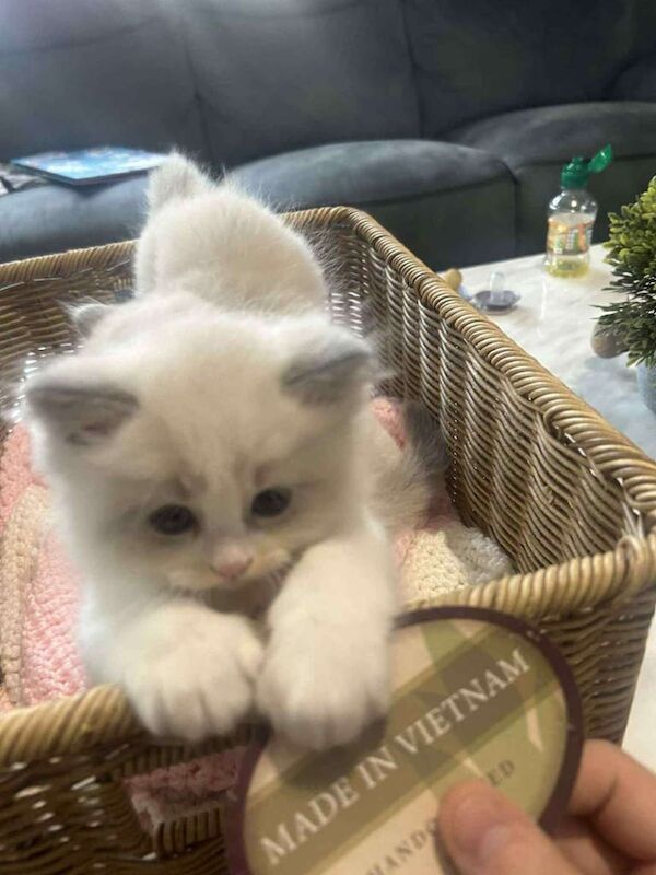 Ragdoll kittens for sale in Whitehead, County Antrim – 8 weeks old
