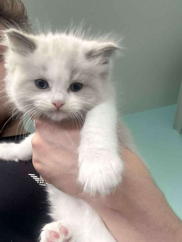 Ragdoll kittens for sale in Whitehead, County Antrim – 8 weeks old - Image 2 of 3