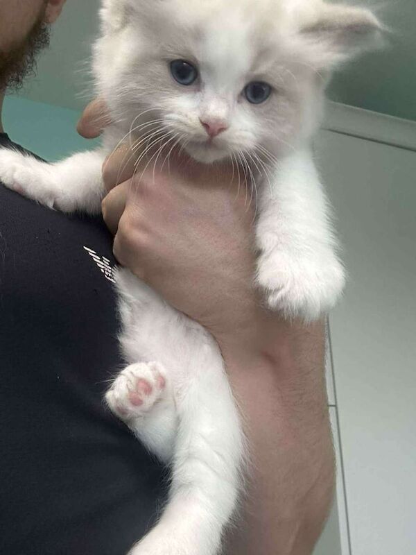 Ragdoll kittens for sale in Whitehead, County Antrim – 8 weeks old - Image 3 of 3