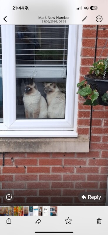 Ragdoll Kittens For Sale Under £300