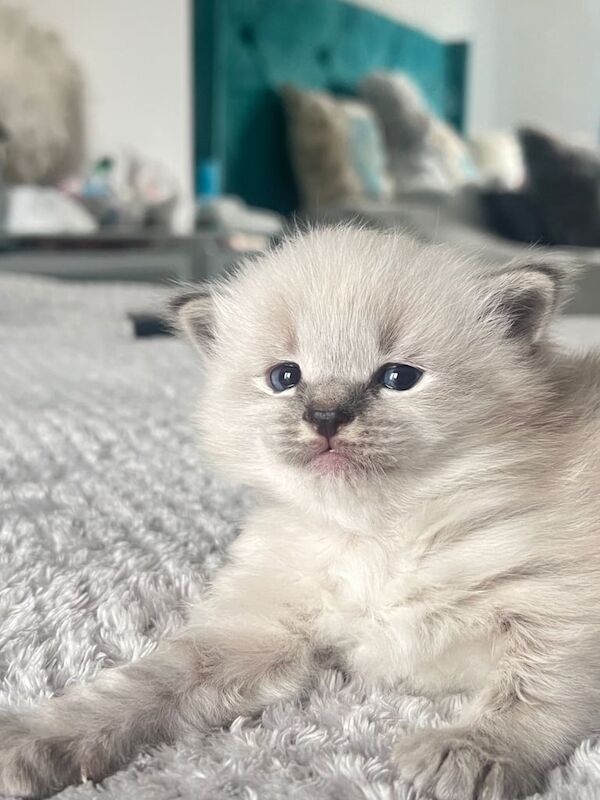 Ragdoll kittens for sale in Greenock, Renfrewshire – 8 months old - Image 2 of 3