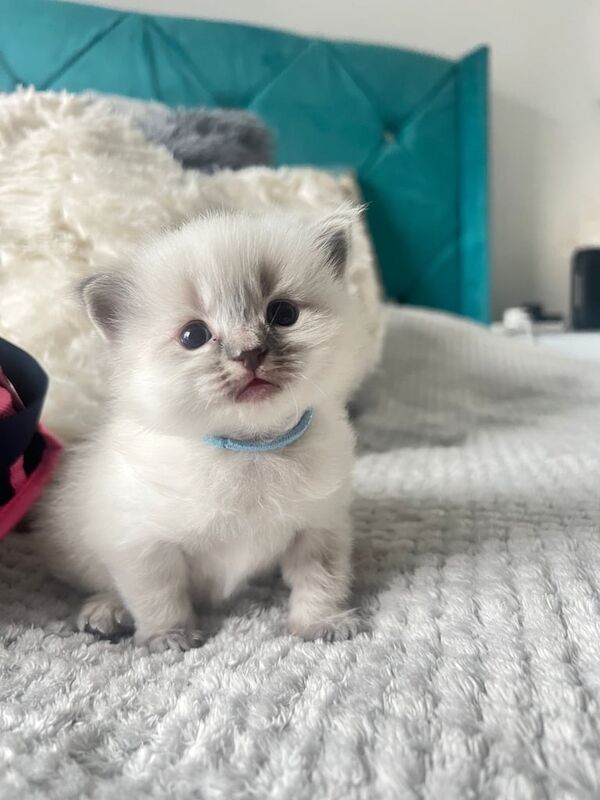 Ragdoll kittens for sale in Greenock, Renfrewshire – 8 months old - Image 3 of 3