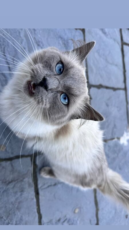 Rag Doll cat for sale in Speedwell, Bristol