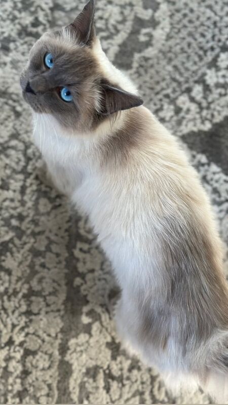 Rag Doll cat for sale in Speedwell, Bristol | Image 2