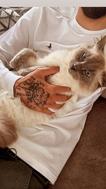 Rag Doll cat for sale in Speedwell, Bristol | Image 3
