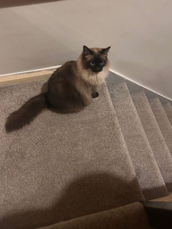 Ragdoll Kittens For Sale