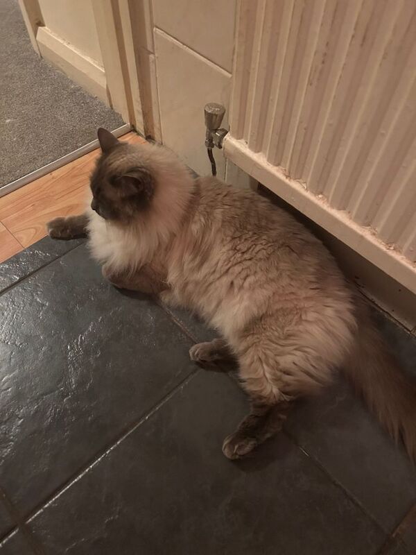 Rag doll cat - Image 2 of 2