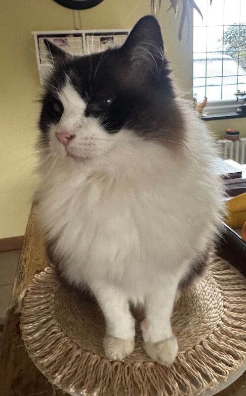 Rag doll cat - Image 2 of 3