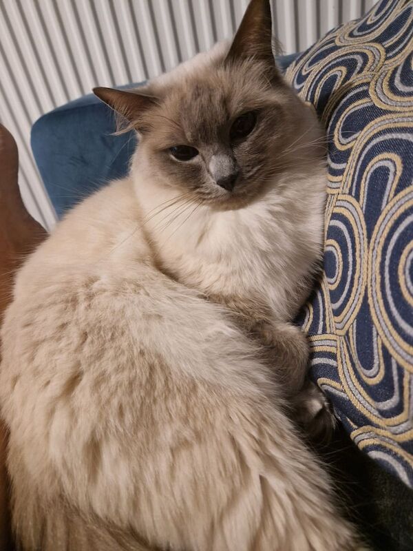 Rag Doll Cat for Sales 3 years old for sale in Leeds, West Yorkshire