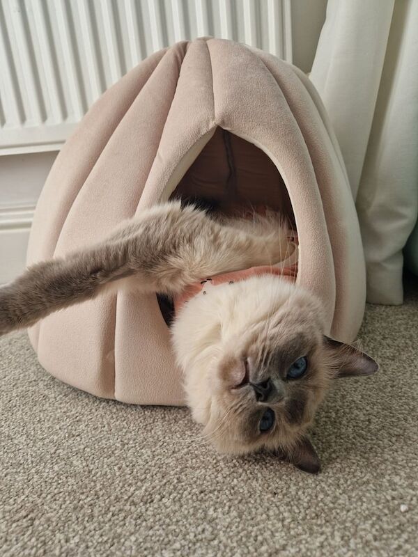 Rag Doll Cat for Sales 3 years old for sale in Leeds, West Yorkshire - Image 2
