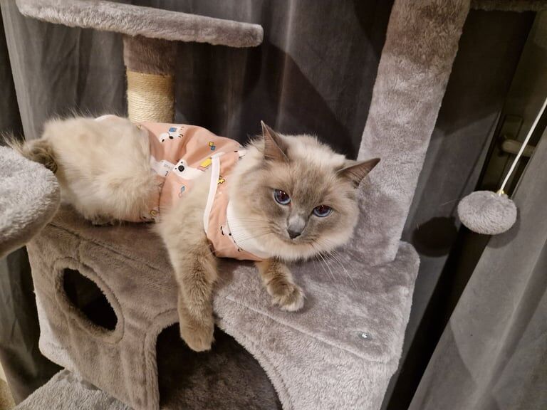 Rag Doll Cat for Sales 3 years old for sale in Leeds, West Yorkshire | Image 3