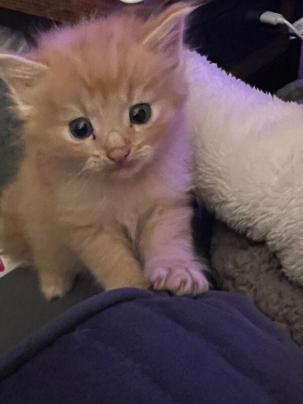 Ragdoll Kittens For Sale
