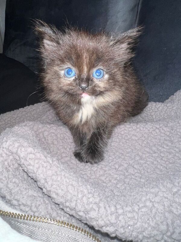Rag doll cross kittens with blue eyes - Image 2 of 4