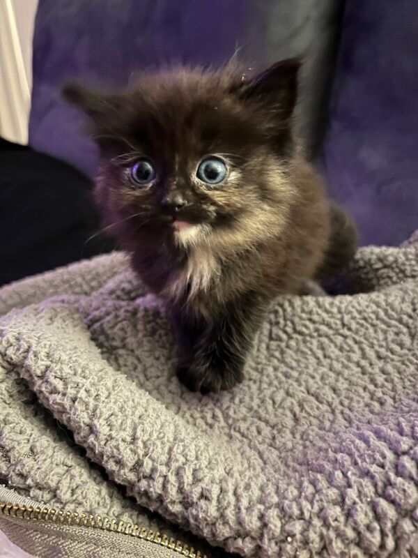Rag doll cross kittens with blue eyes - Image 3 of 4
