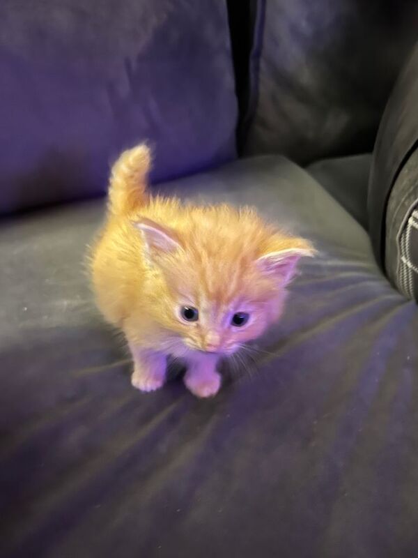 Rag doll cross kittens with blue eyes - Image 4 of 4