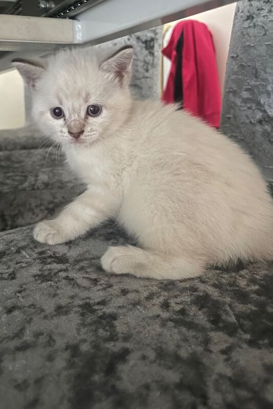 Ragdoll kittens for sale in Southampton, Hampshire – 8 weeks old
