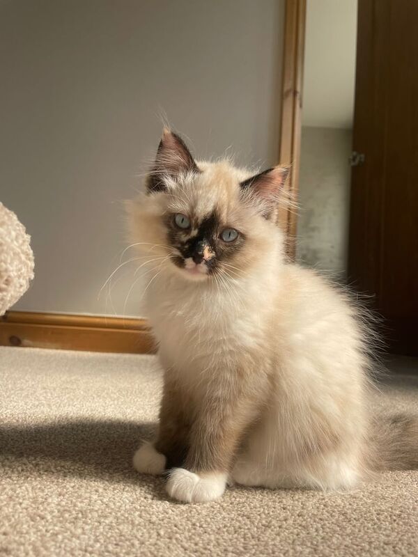 Rag doll kitten for sale in Sheffield, South Yorkshire