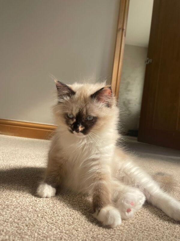 Rag doll kitten for sale in Sheffield, South Yorkshire | Image 2