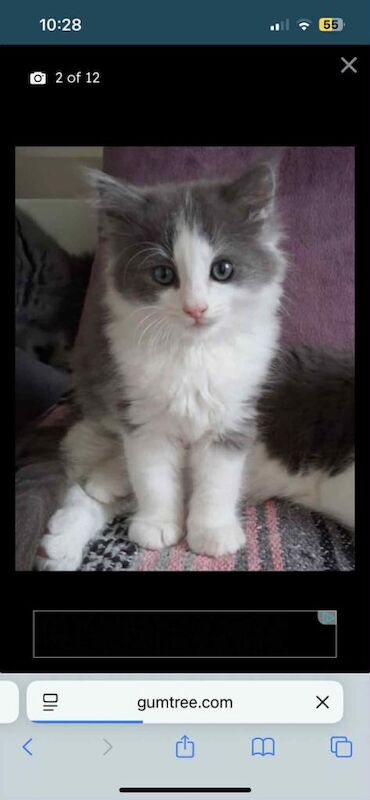 Ragdoll Kittens For Sale Under £300