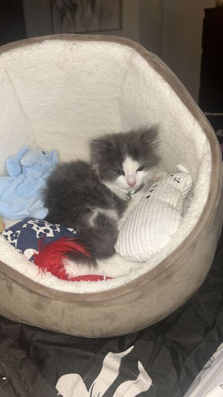 Ragdoll kittens for sale in Uddingston, Lanarkshire – 3 months old - Image 2 of 3