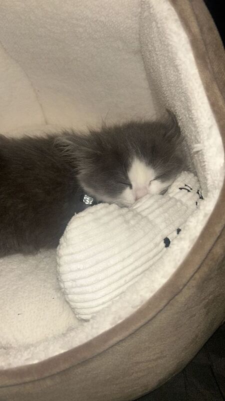 Ragdoll kittens for sale in Uddingston, Lanarkshire – 3 months old - Image 3 of 3