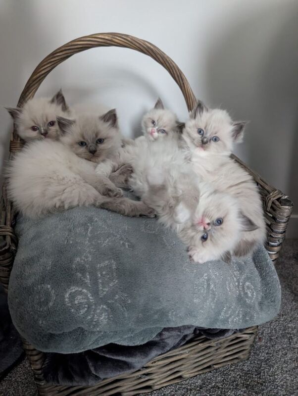 Rag doll kittens