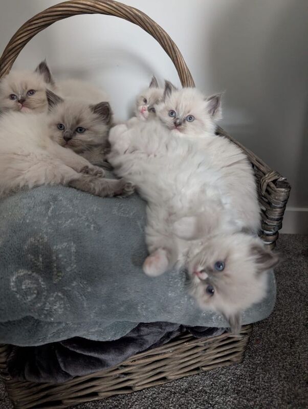 Rag doll kittens - Image 2 of 2