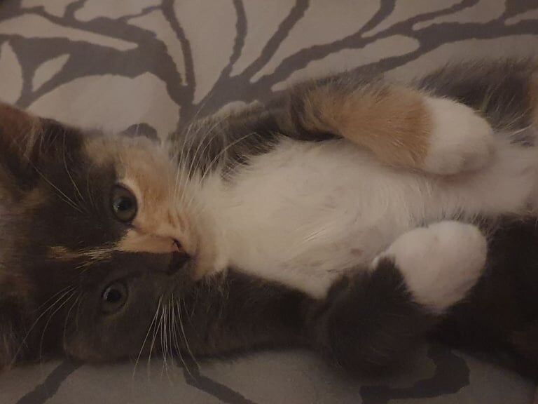Ragdoll kittens for sale in Hereford, Herefordshire – 8 weeks old