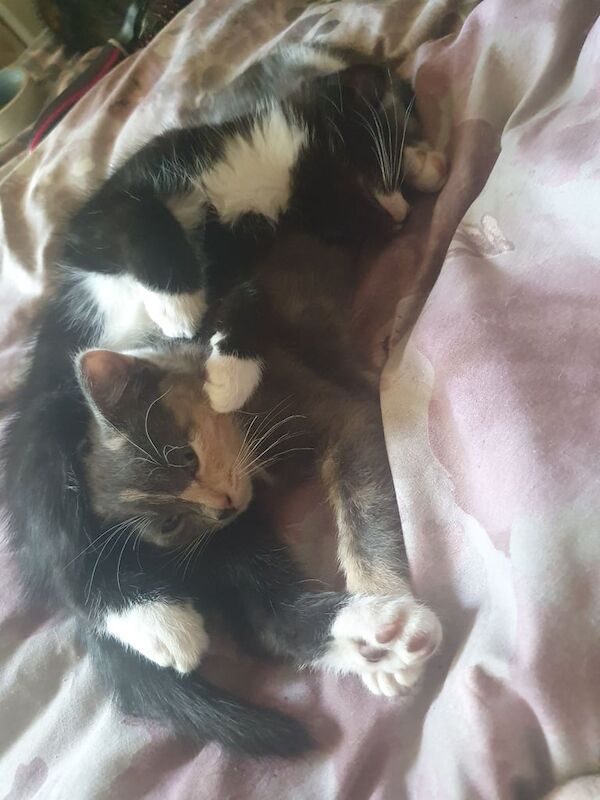 Ragdoll kittens for sale in Hereford, Herefordshire – 8 weeks old - Image 3 of 3