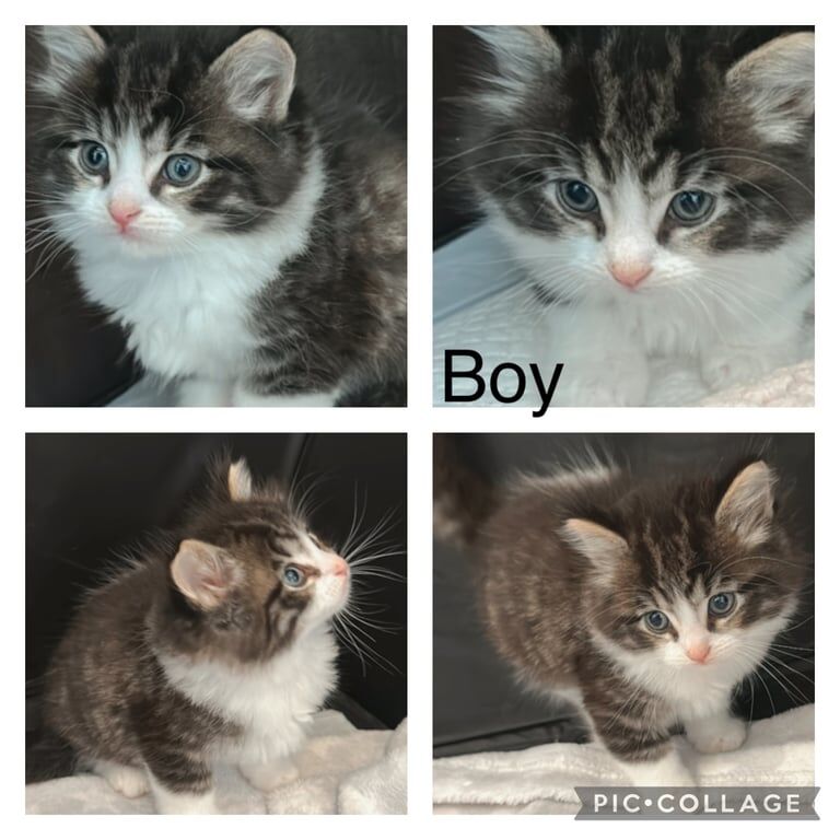 Rag doll / tabby kittens from our family cat for sale in Turriff, Aberdeenshire