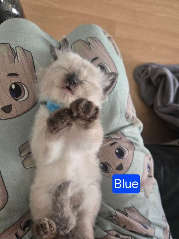 Ragdoll Kittens For Sale