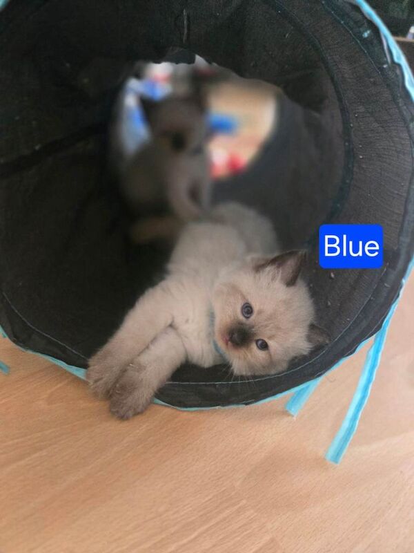 Ragamese kittens ragdoll siamese kittens - Image 2 of 3