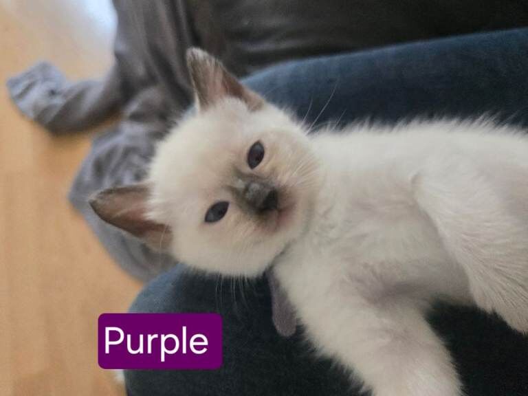 Ragamese kittens ragdoll siamese kittens - Image 3 of 3