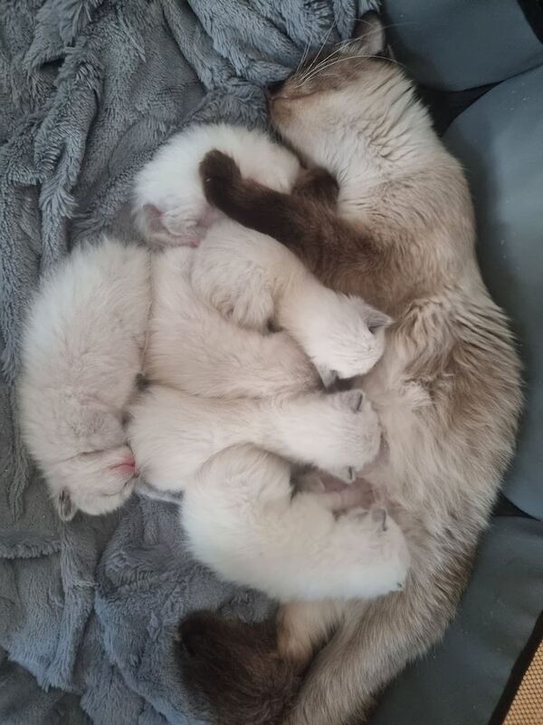 Ragdoll kittens for sale in Weymouth, Dorset – 7 weeks old